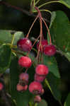 Serviceberry